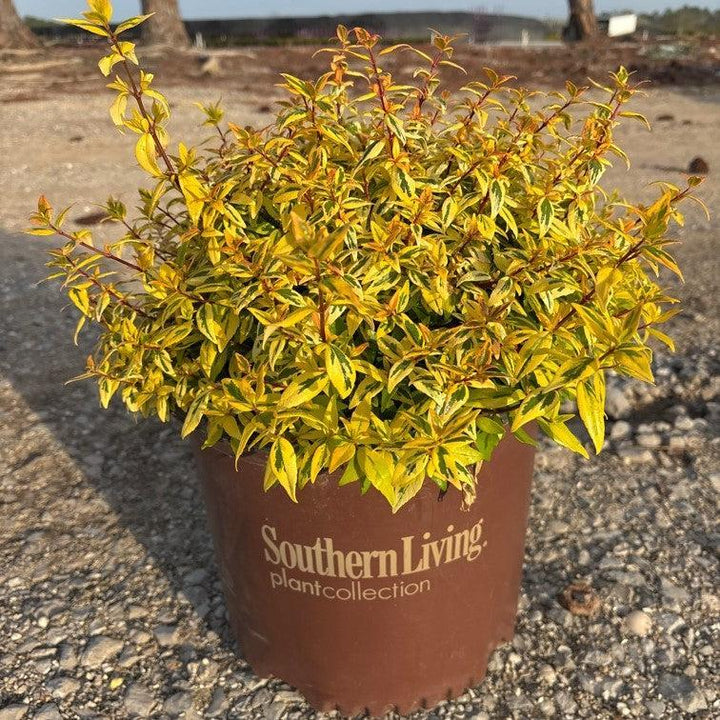 Abelia x grandiflora nana 'Rhabpe22’~ Suntastic™ Peach Abelia-ServeScape