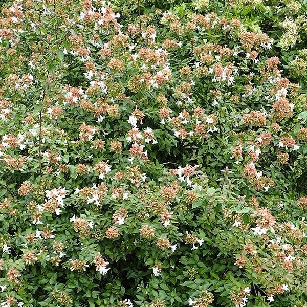 Abelia x 'Little Richard' ~ Little Richard Abelia-ServeScape