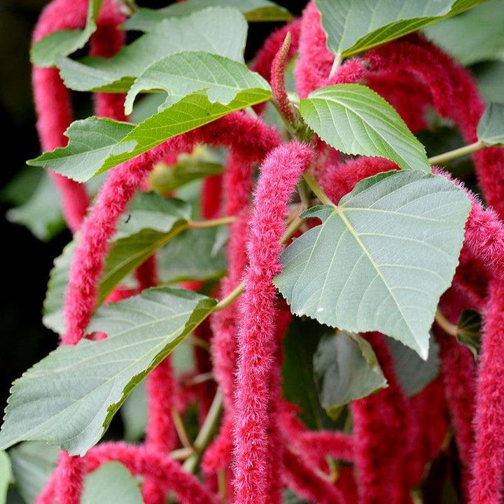 Acalypha hispida ~ Chenille Plant-ServeScape