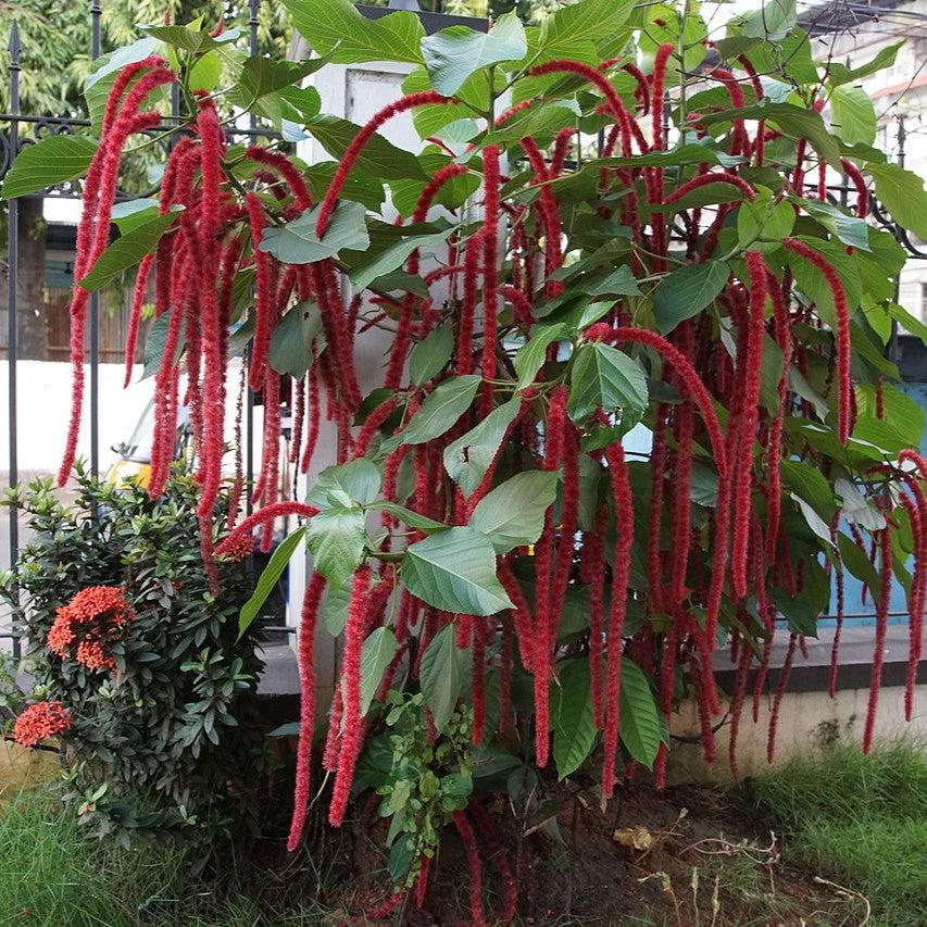 Acalypha hispida ~ Chenille Plant-ServeScape