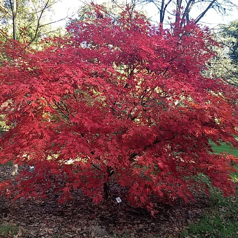 Acer palmatum 'Suminagashi' ~ Suminagashi Japanese Maple-ServeScape