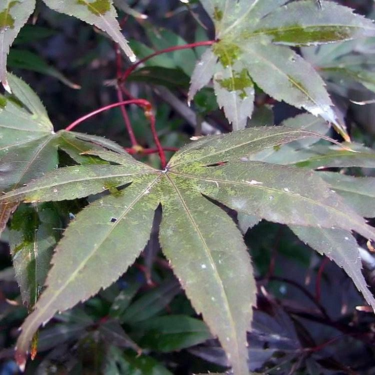 Acer palmatum 'Moonfire' ~ Moonfire Japanese Maple-ServeScape