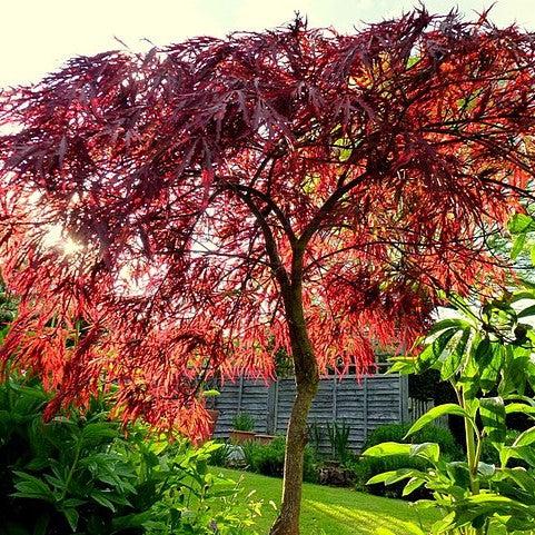 Acer palmatum 'Hubb's Red Willow' ~ Hubb's Red Willow Japanese Maple-ServeScape