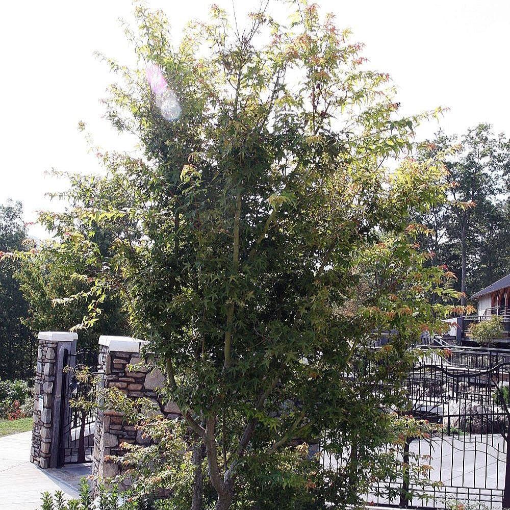 Acer palmatum 'Katsura' ~ Katsura Japanese Maple-ServeScape