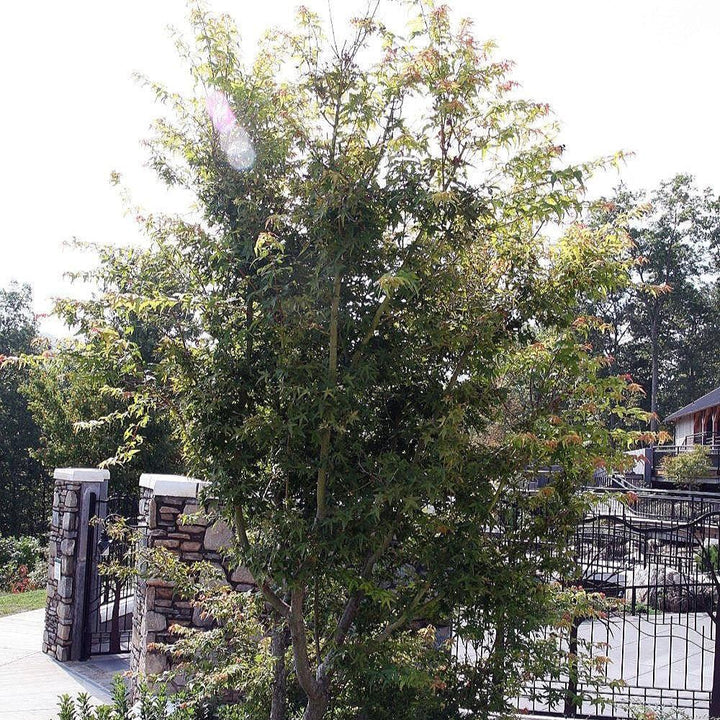 Acer palmatum 'Katsura' ~ Katsura Japanese Maple-ServeScape