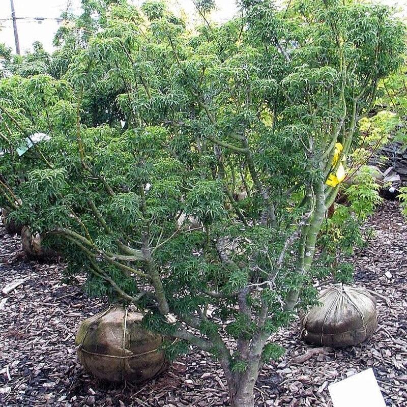 Acer palmatum 'Shishigashira' ~ Lion Head Japanese Maple-ServeScape