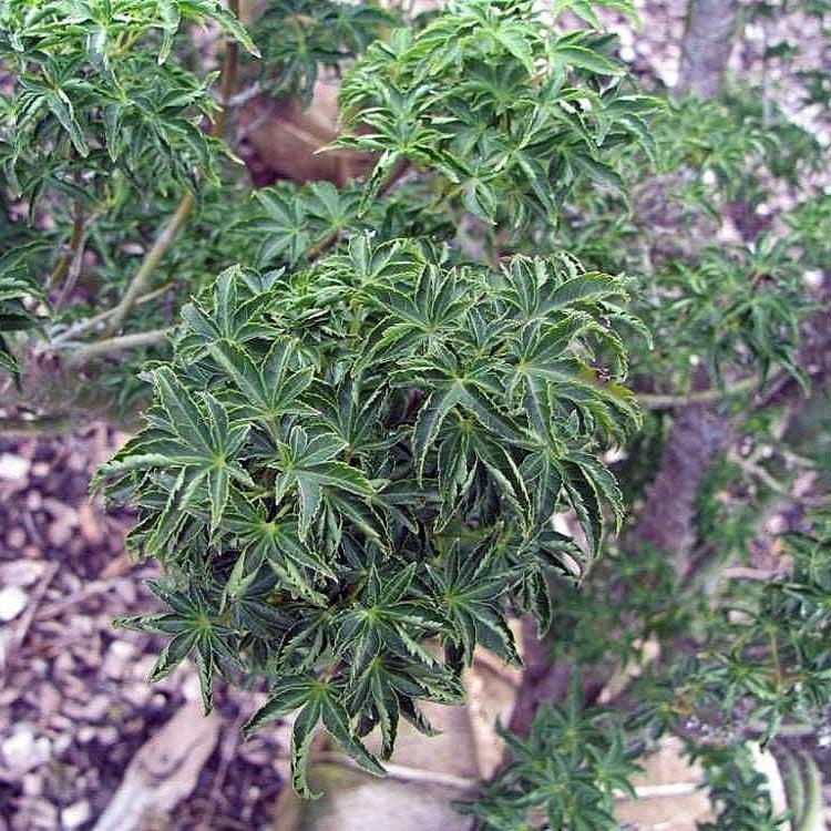 Acer palmatum 'Shishigashira' ~ Lion Head Japanese Maple-ServeScape