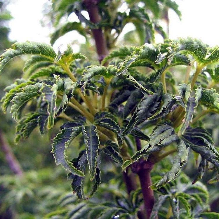 Acer palmatum 'Shishigashira' ~ Lion Head Japanese Maple-ServeScape