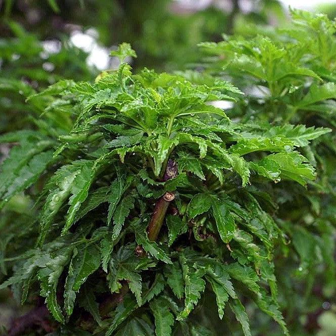 Acer palmatum 'Shishigashira' ~ Lion Head Japanese Maple-ServeScape