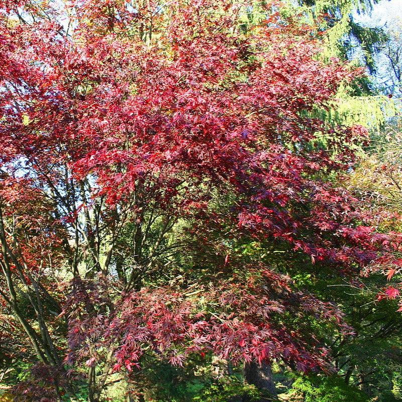 Acer palmatum var dissectum 'Burgundy Lace' ~ Burgundy Lace Japanese Maple-ServeScape