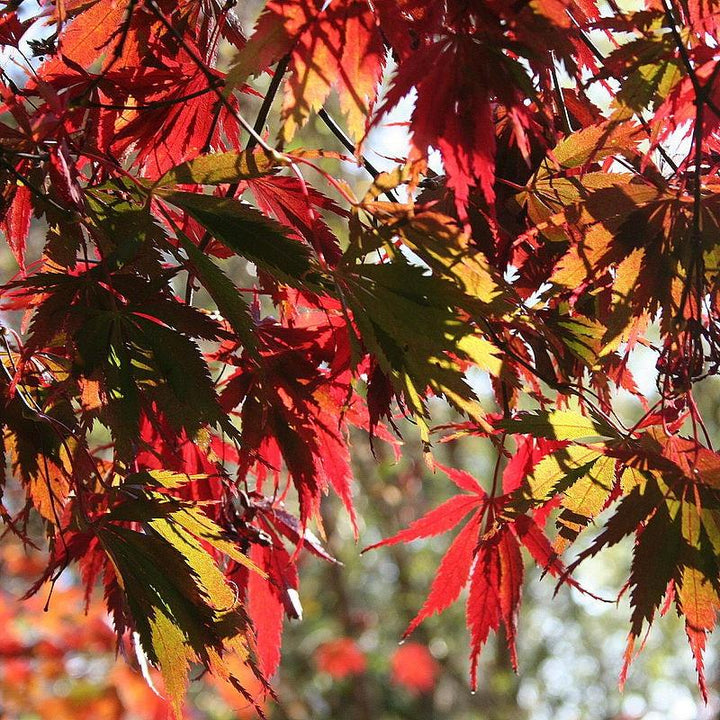 Acer palmatum var dissectum 'Burgundy Lace' ~ Burgundy Lace Japanese Maple-ServeScape