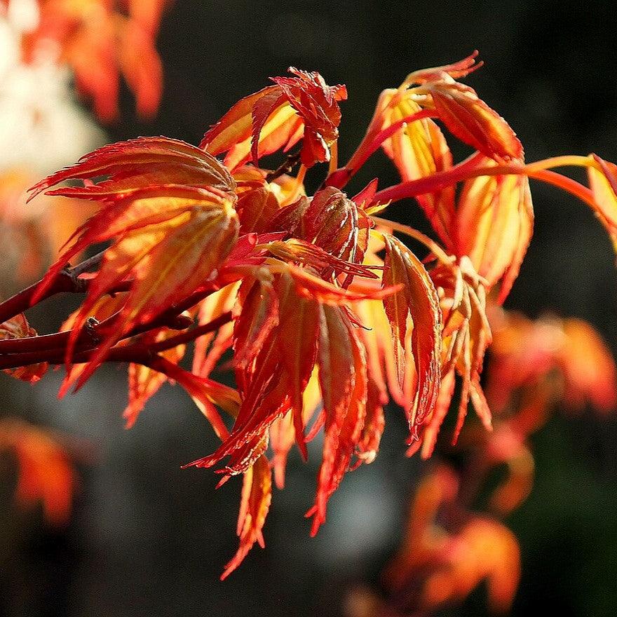 Acer palmatum 'Katsura' ~ Katsura Japanese Maple-ServeScape