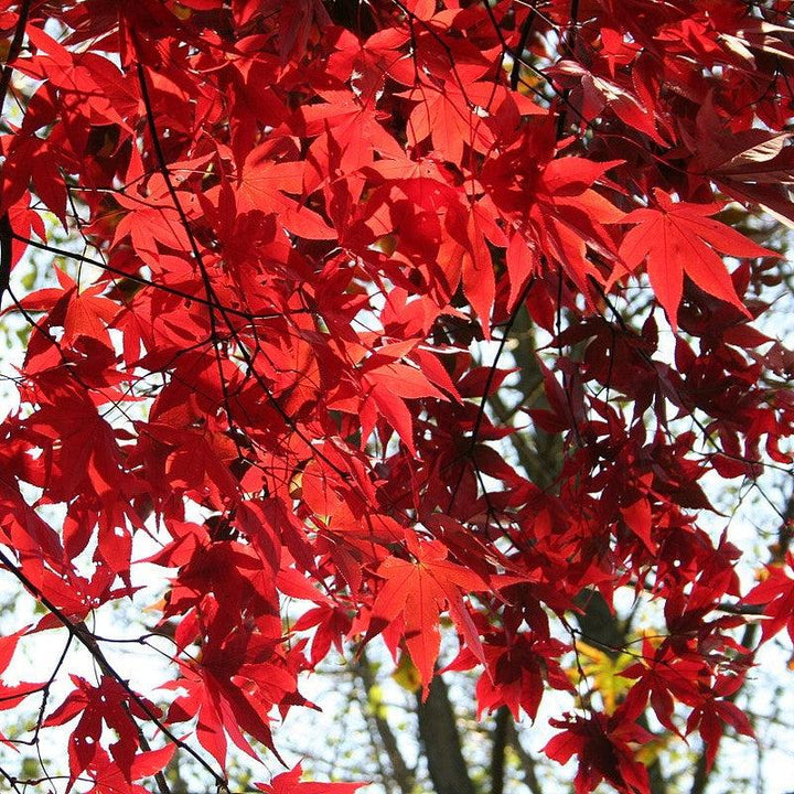 Acer palmatum 'Osakazuki' ~ Osakazuki Japanese Maple-ServeScape