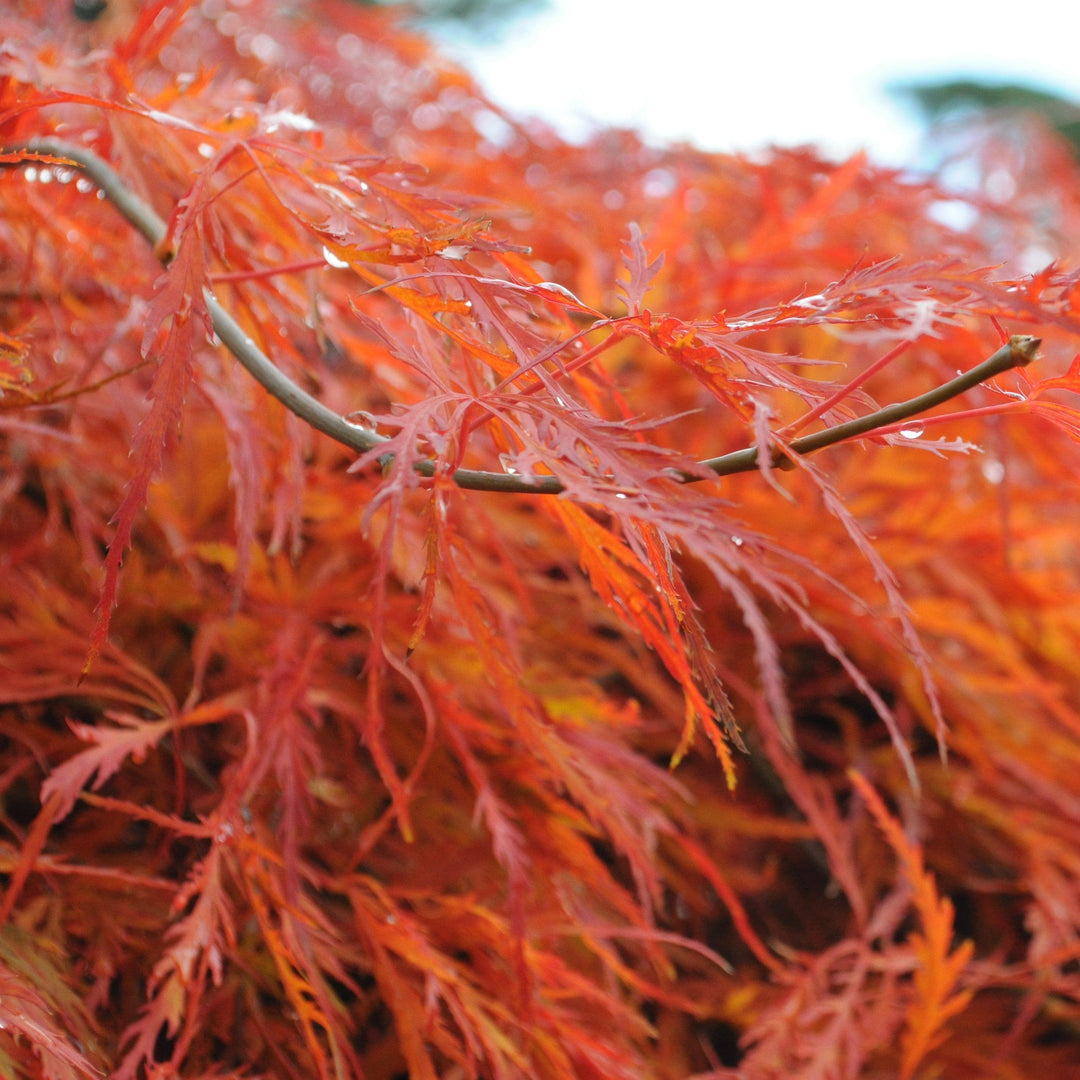 Acer palmatum var. dissectum Autmn Fire' ~ Autumn Fire Japanese Maple-ServeScape