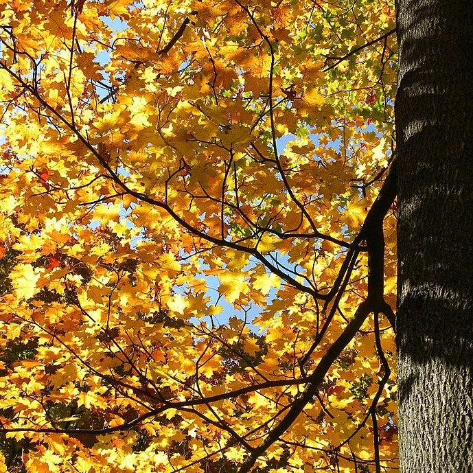 Acer platanoides 'Emerald Queen' ~ Emerald Queen™ Norway Maple-ServeScape