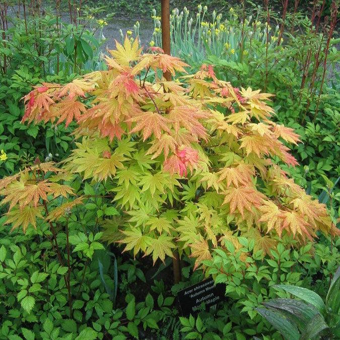 Acer shirasawanum 'Autumn Moon' ~ Autumn Moon Japanese Maple-ServeScape