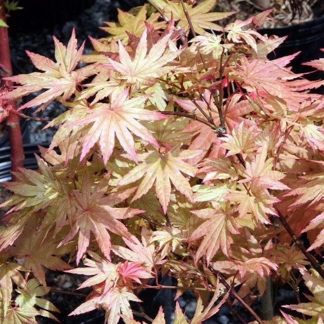 Acer shirasawanum 'Autumn Moon' ~ Autumn Moon Japanese Maple-ServeScape