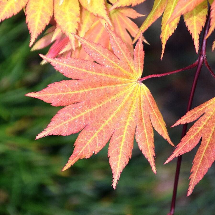 Acer shirasawanum 'Autumn Moon' ~ Autumn Moon Japanese Maple-ServeScape