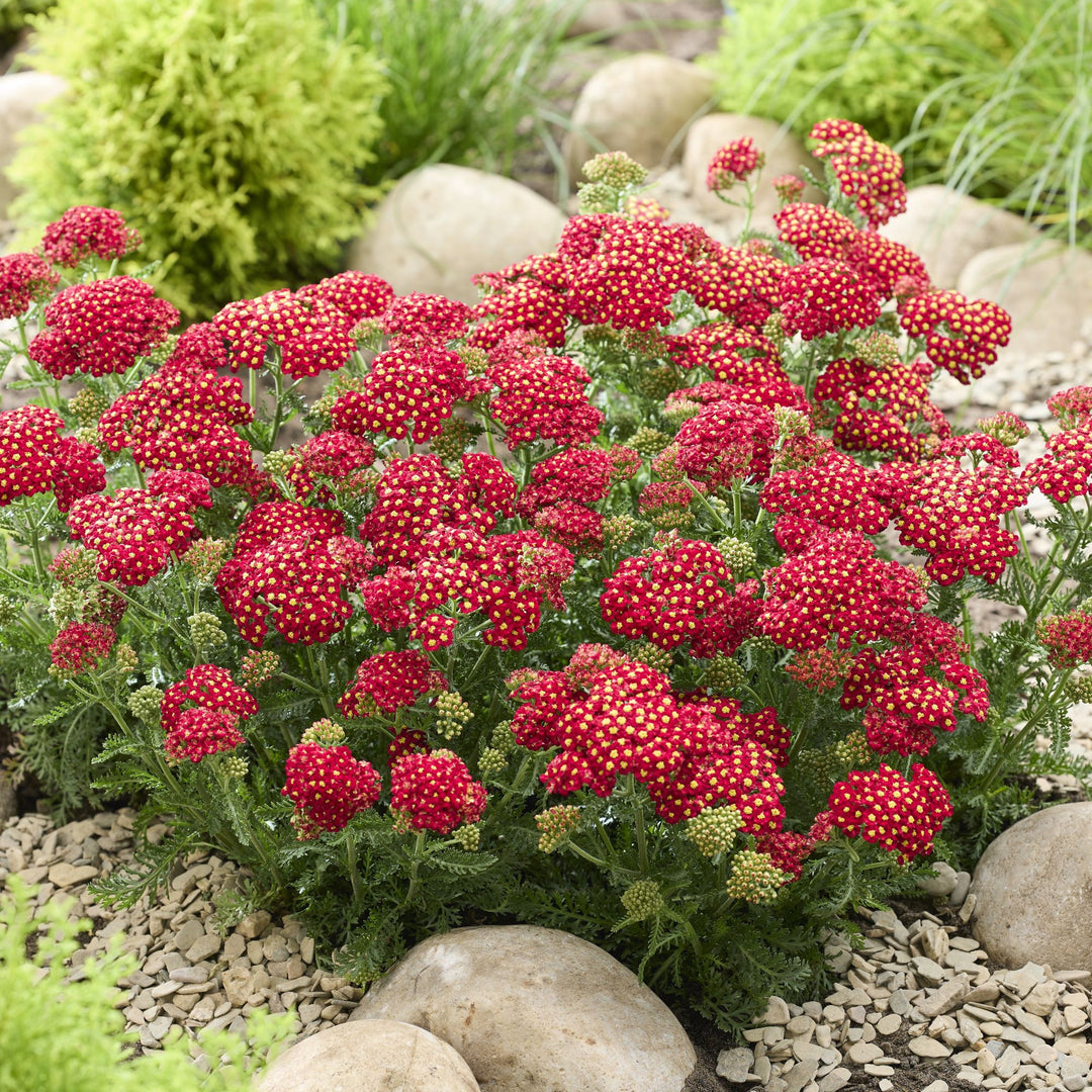 Achillea millefolium 'Versred' ~ Sea Breeze Red Yarrow-ServeScape