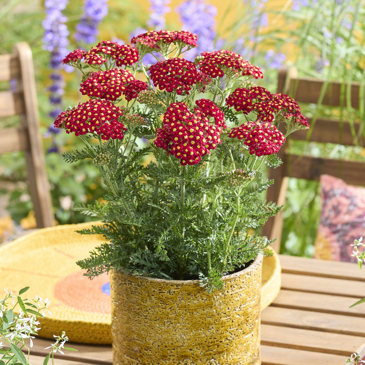 Achillea millefolium 'Versred' ~ Sea Breeze Red Yarrow-ServeScape