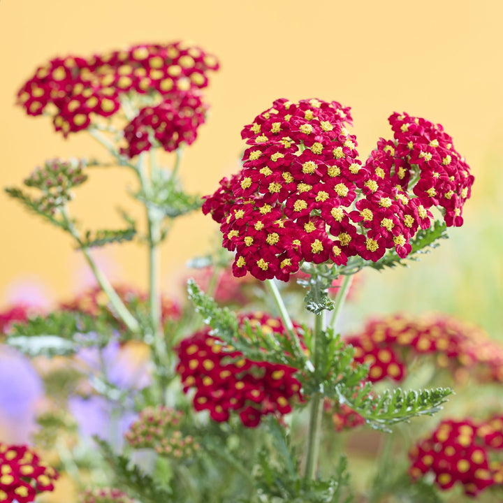 Achillea millefolium 'Versred' ~ Sea Breeze Red Yarrow-ServeScape