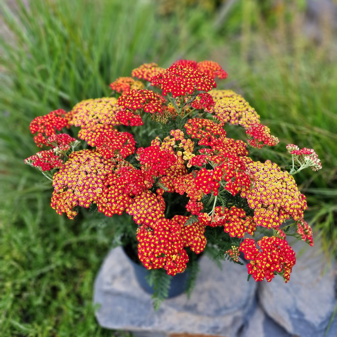 Achillea millefolium 'Versred' ~ Sea Breeze Red Yarrow-ServeScape