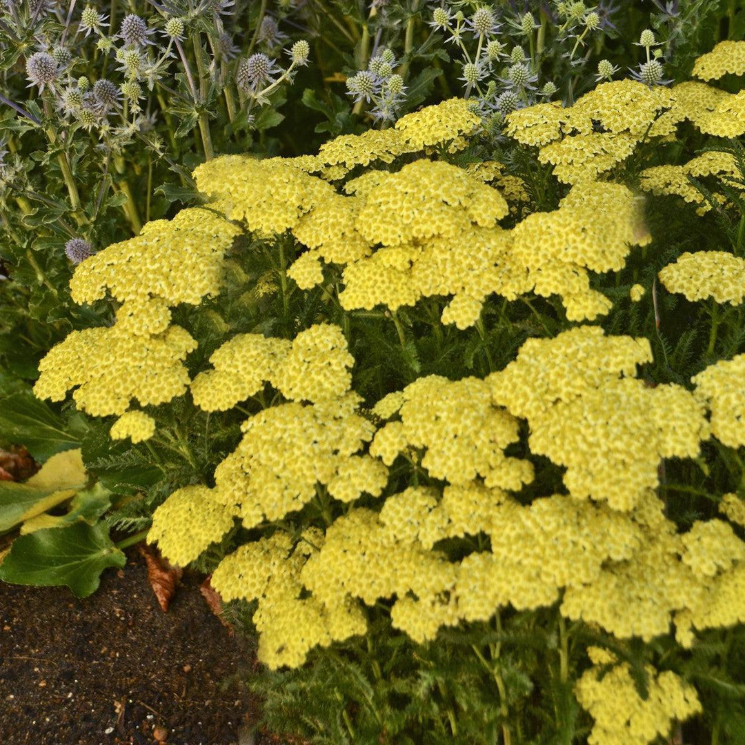 Achillea millefolium 'Sunny Seduction' ~ Sunny Seduction Yarrow-ServeScape