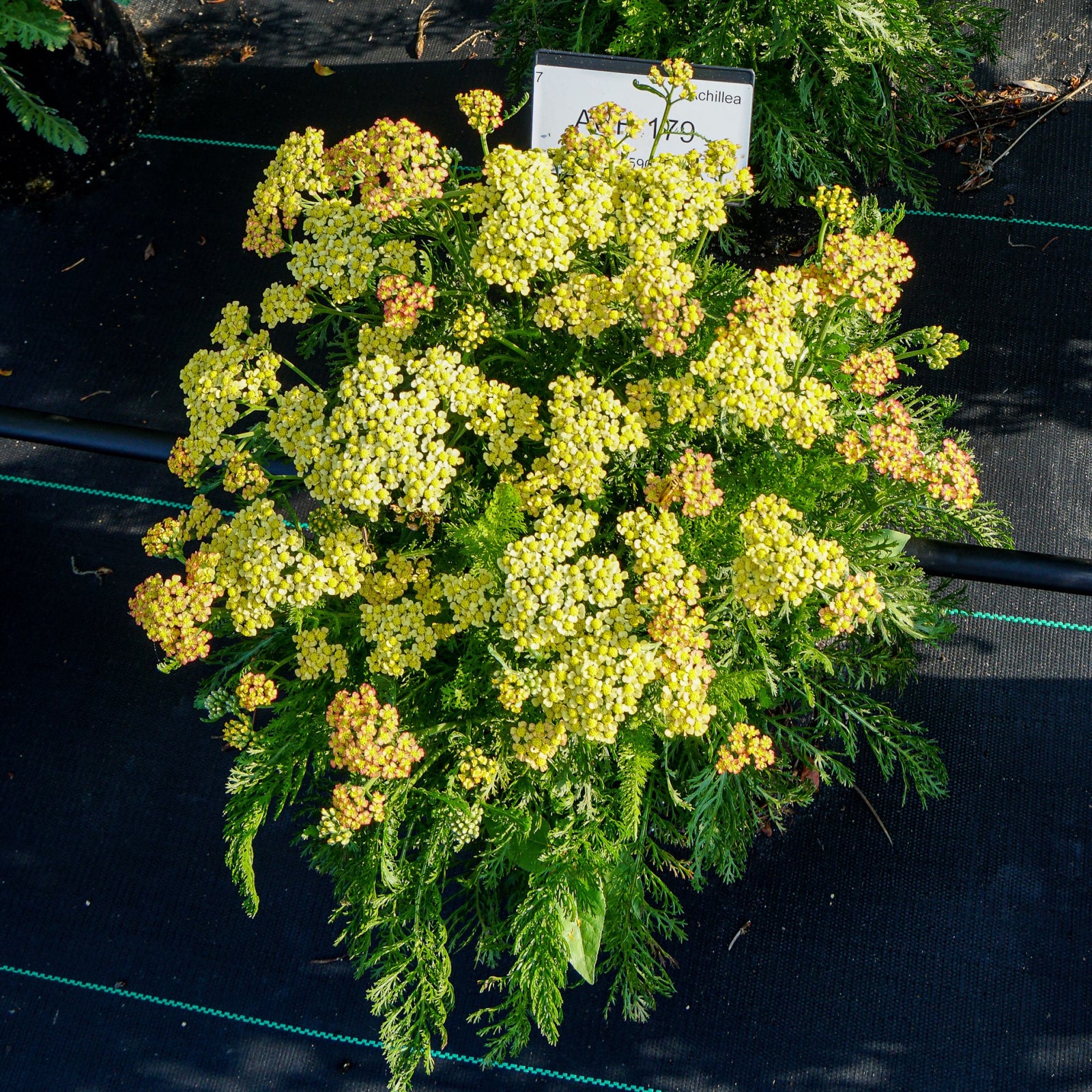Achillea millefolium 'FLORACHYE0' ~ Milly Rock™ Yellow Yarrow-ServeScape