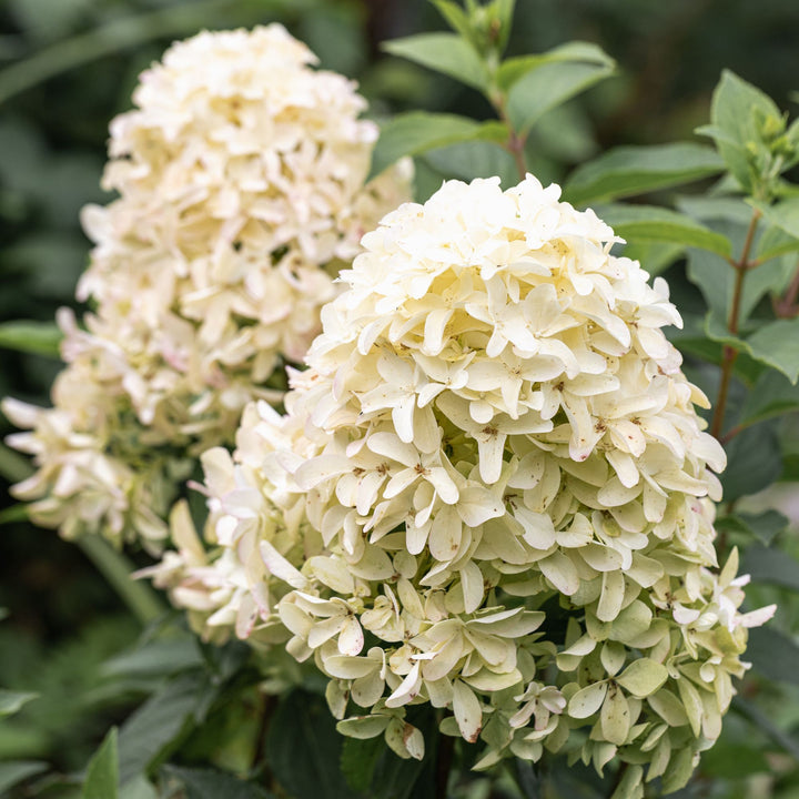 Hydrangea paniculata 'Frenne' ~ Skyfall™ Hydrangea-ServeScape
