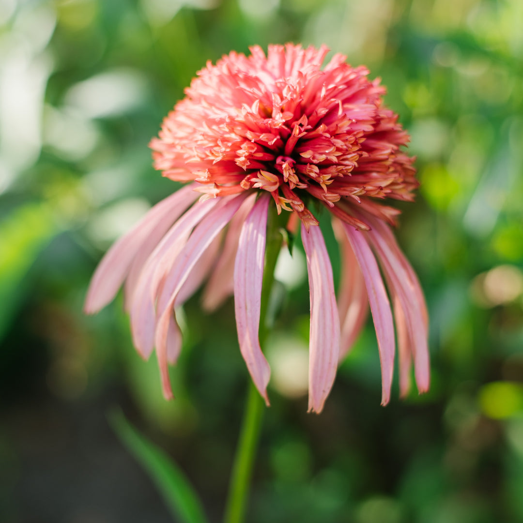 Echinacea purpurea 'Guava Ice' ~ Cone-fections™ Guava Ice Echinacea-ServeScape