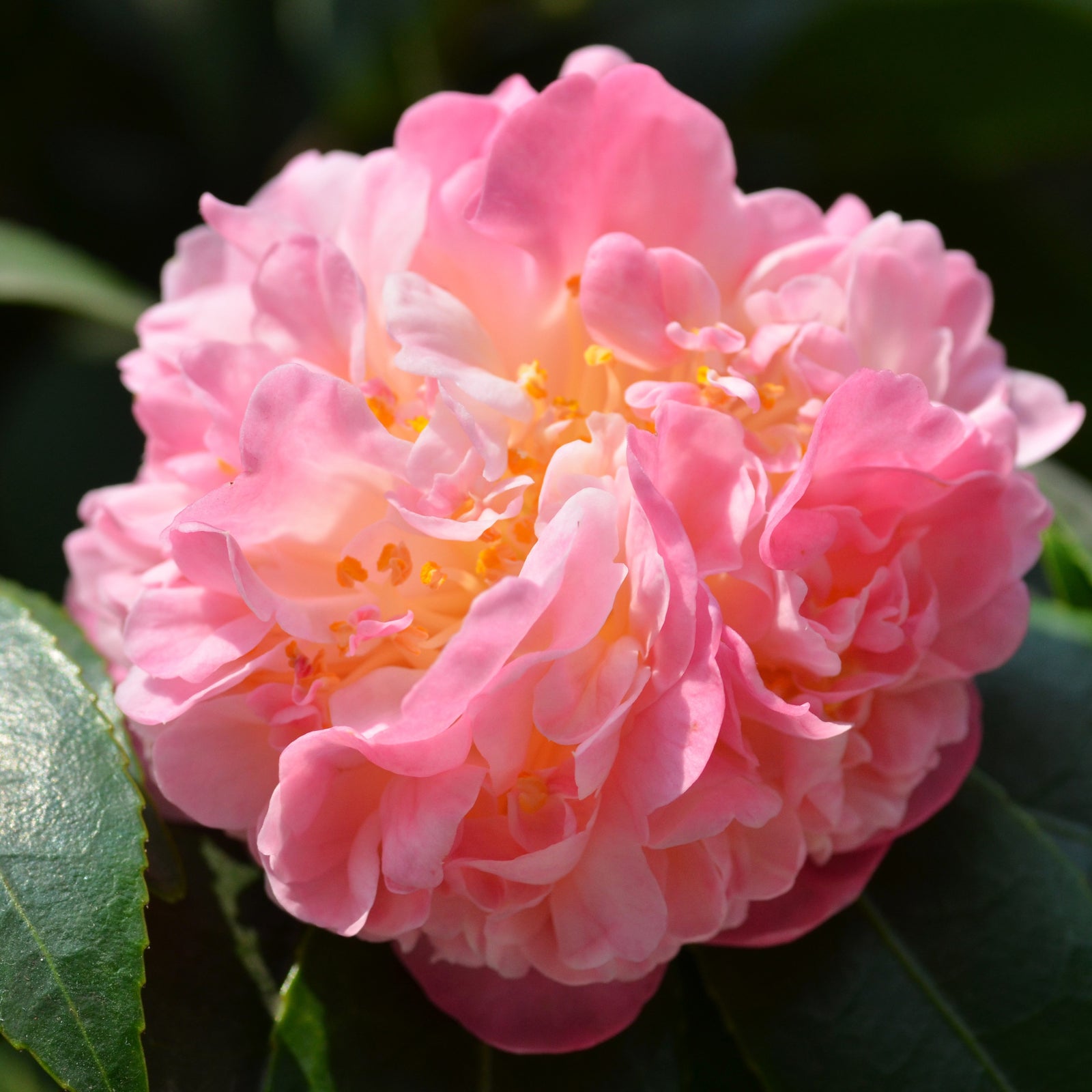 Camellia japonica 'Berenice Beauty' ~ Berenice Beauty Camellia-ServeScape