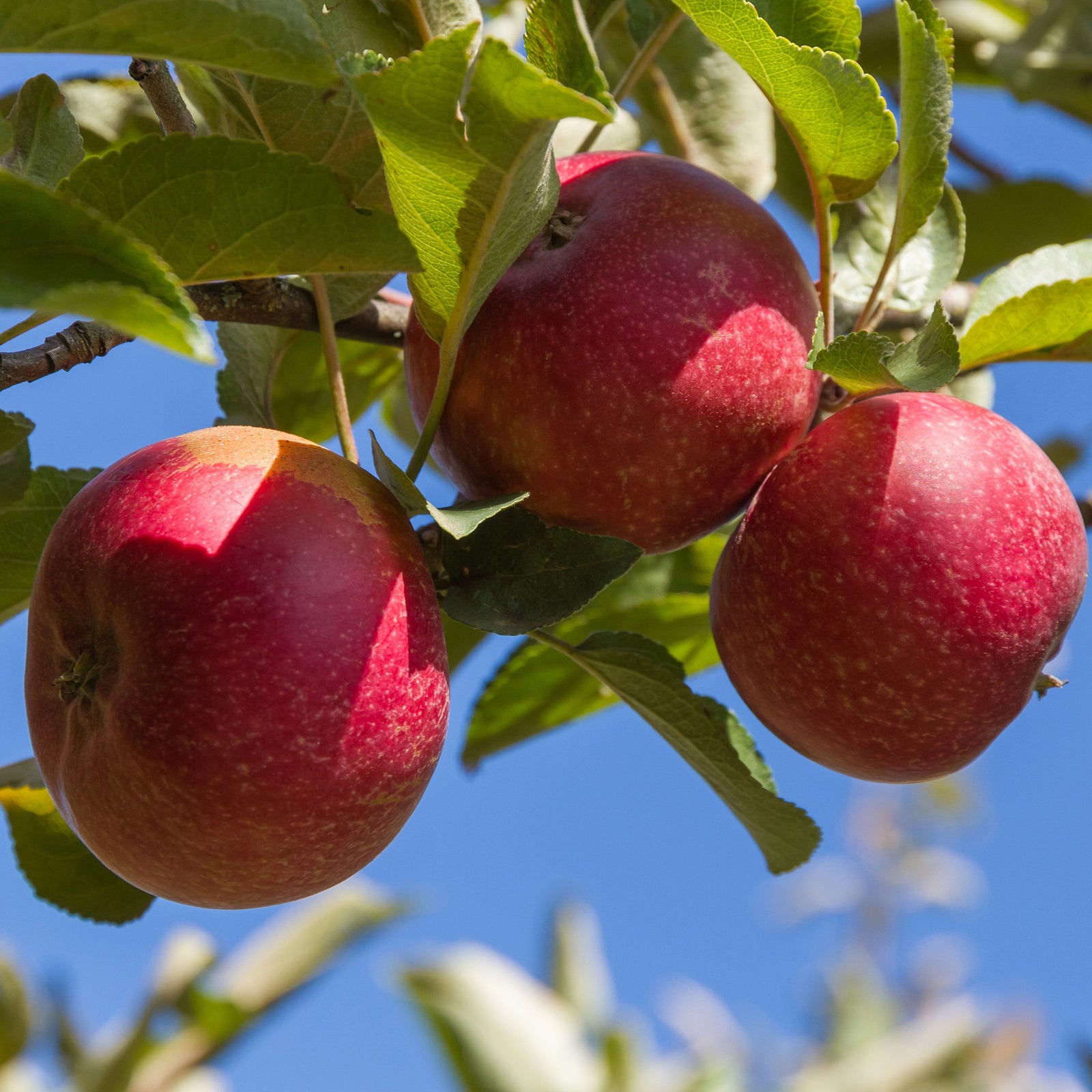 Malus domestica 'Taylor' ~ Starkspur® Red Rome Beauty Apple