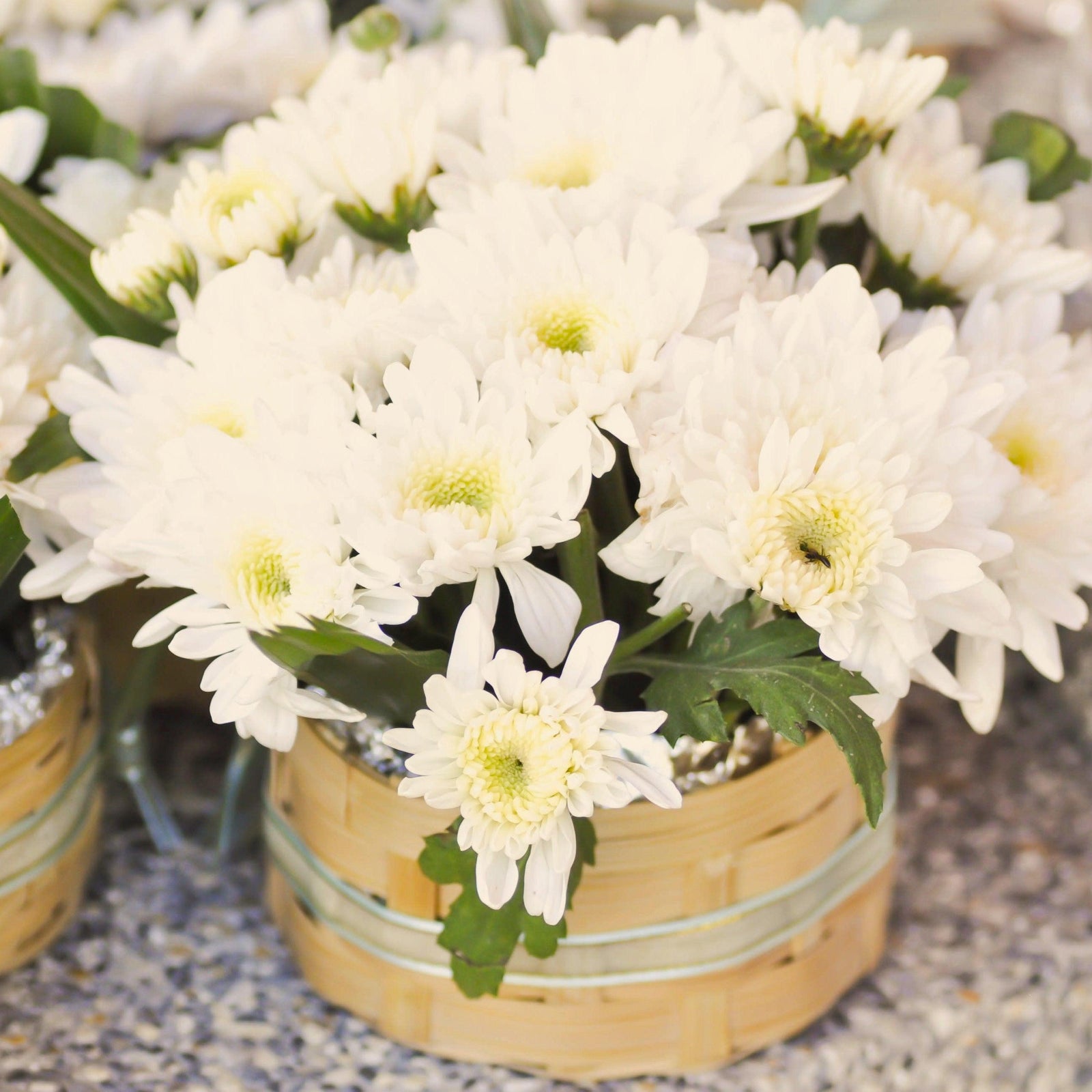 Chrysanthemum x morifolium 'Arluno Vanilla' ~ Belgian Mum® Arluno Vanilla Mum-ServeScape