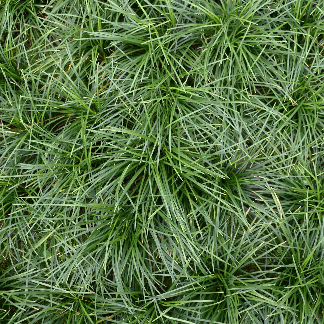 Ophiopogon formosanus ~ Taiwan Mondo Grass-ServeScape