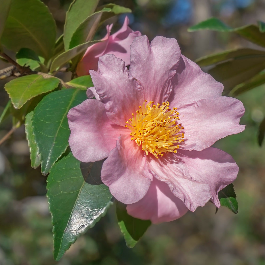 Camellia 'Winter's Fancy' ~ Winter's Fancy Camellia-ServeScape