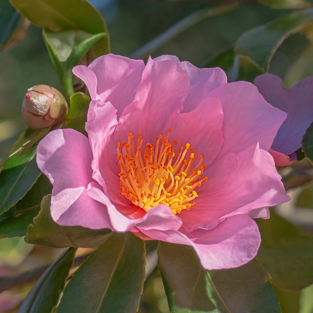 Camellia 'Winter's Fancy' ~ Winter's Fancy Camellia-ServeScape