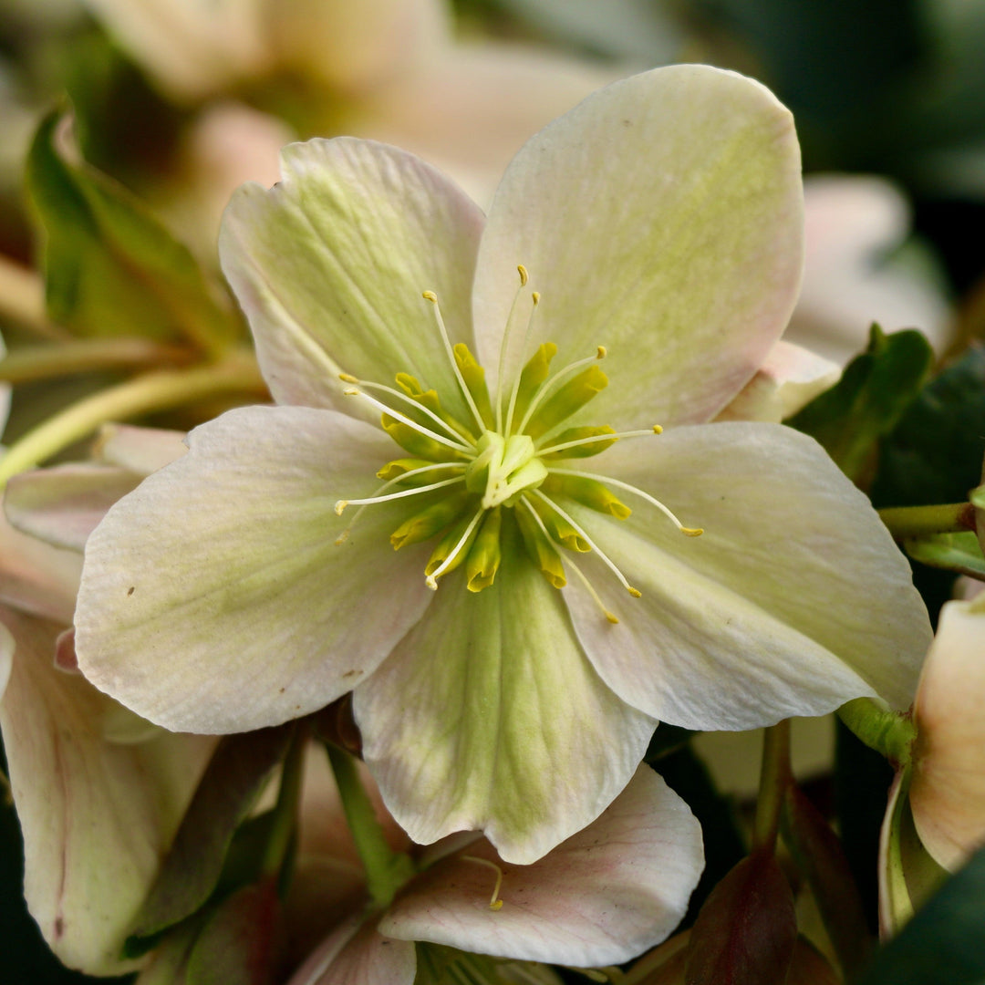 Helleborus x ericsmithii 'Pink Beauty' ~ Pink Beauty Lenten Rose-ServeScape