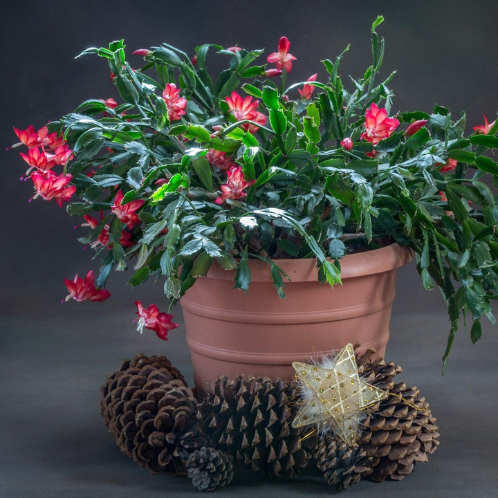 Christmas Holiday Flower PRE-SALE