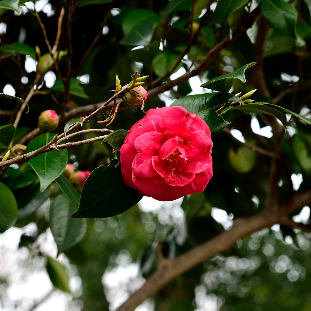 Camellia japonica 'Artic Rose' ~ Artic Rose Camellia-ServeScape