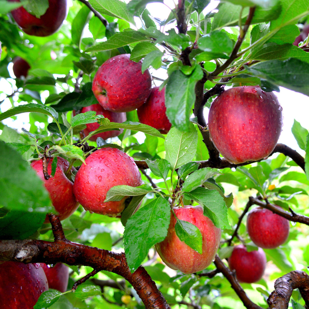 Malus domestica 'Cameo' ~ Cameo Apple-ServeScape