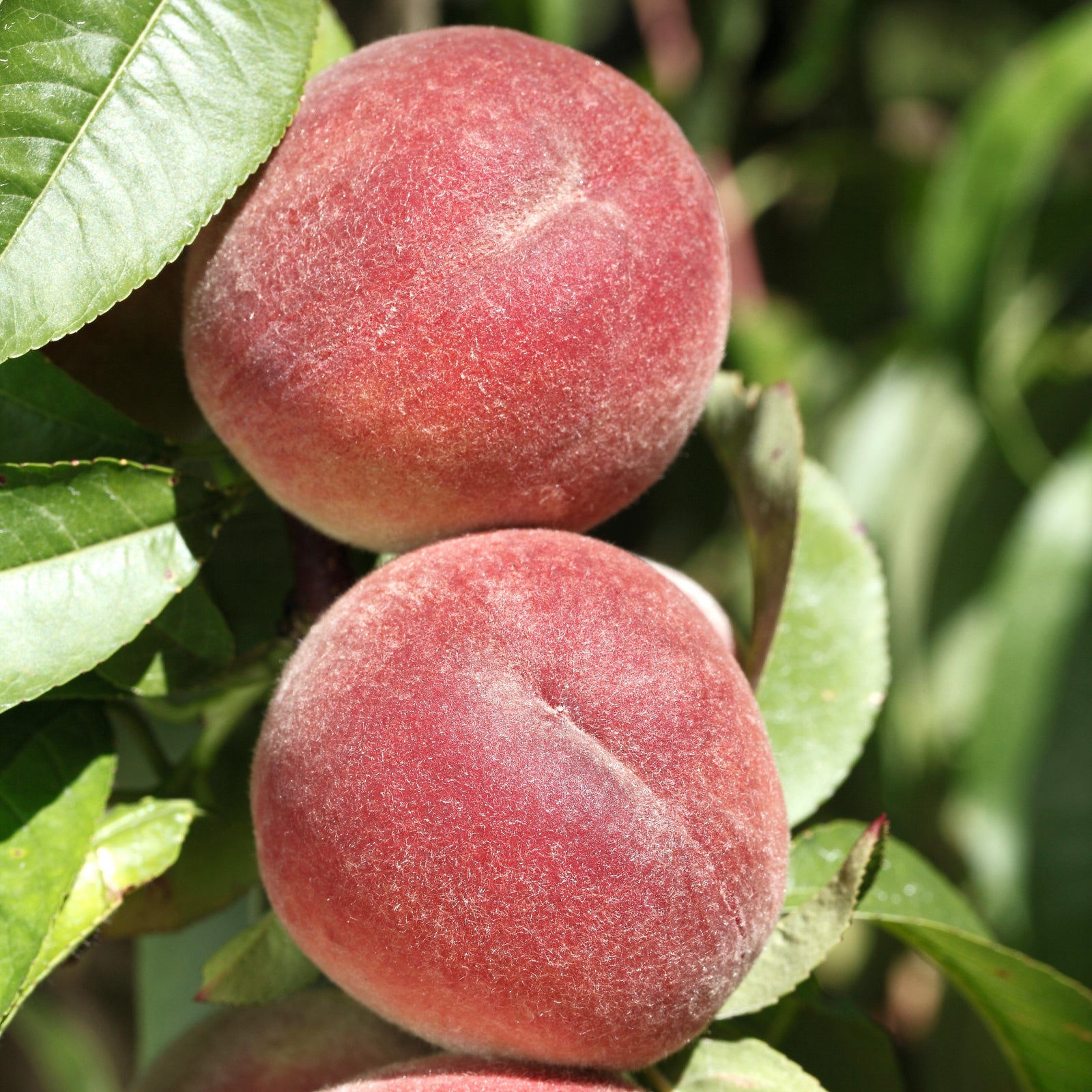 Prunus persica 'White Lady' ~ White Lady Peach-ServeScape