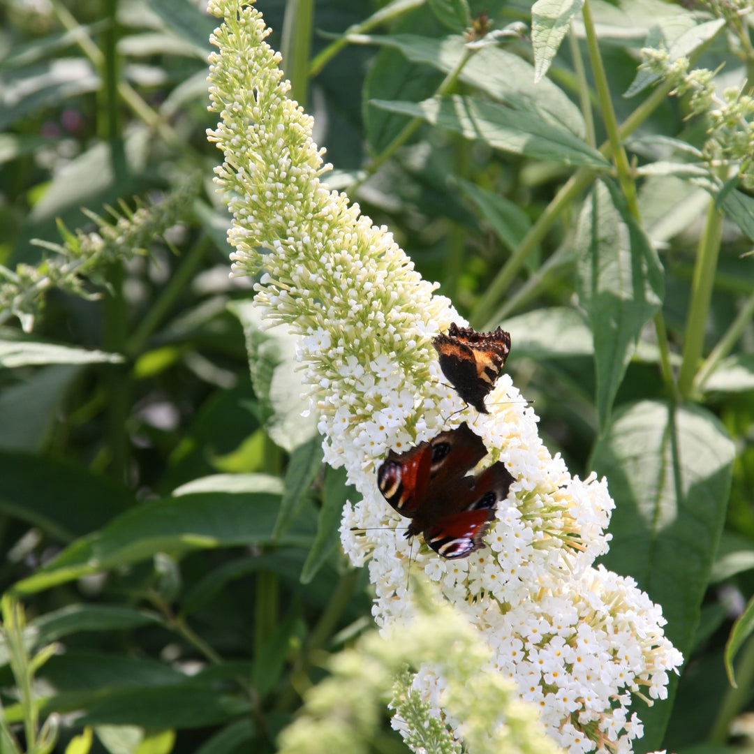 Buddleia davidii 'MBU08/3' ~ Butterfly Towers™ White Butterfly Bush-ServeScape