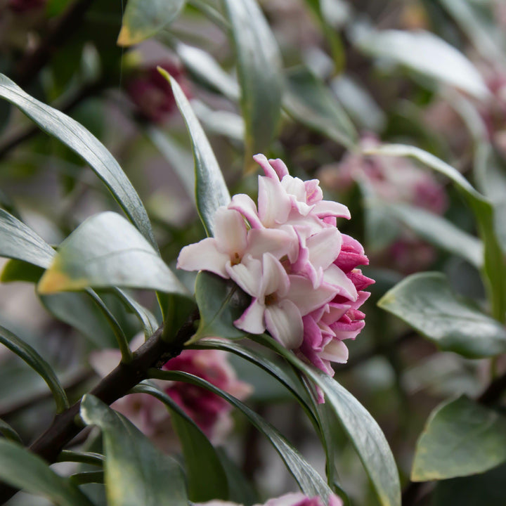 Daphne odora 'Greenleaf Pink' ~ Greenleaf Pink Winter Daphne-ServeScape