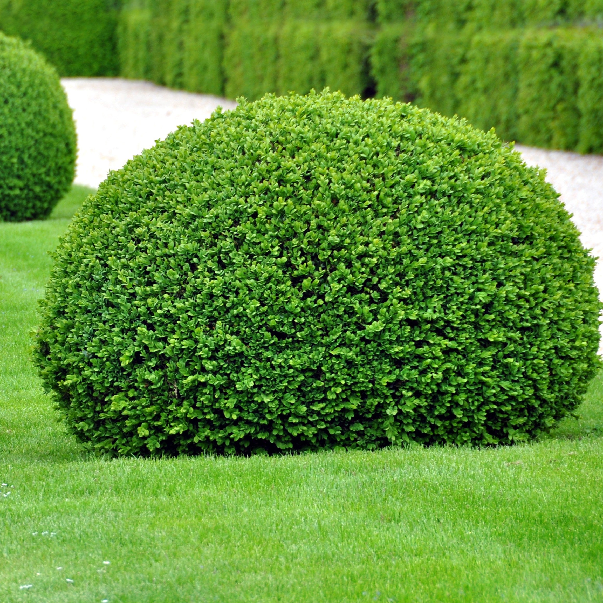 Buxus sinica var. insularis 'RLH-BI' ~ Emerald Knoll Boxwood – ServeScape