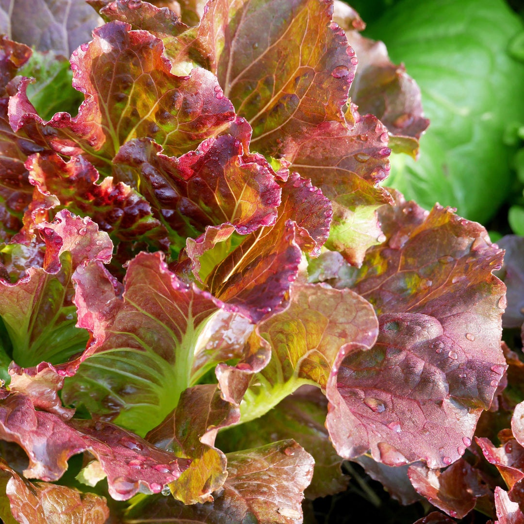 Lactuca sativa 'Red Oak Leaf' ~ Red Oak Leaf Lettuce-ServeScape