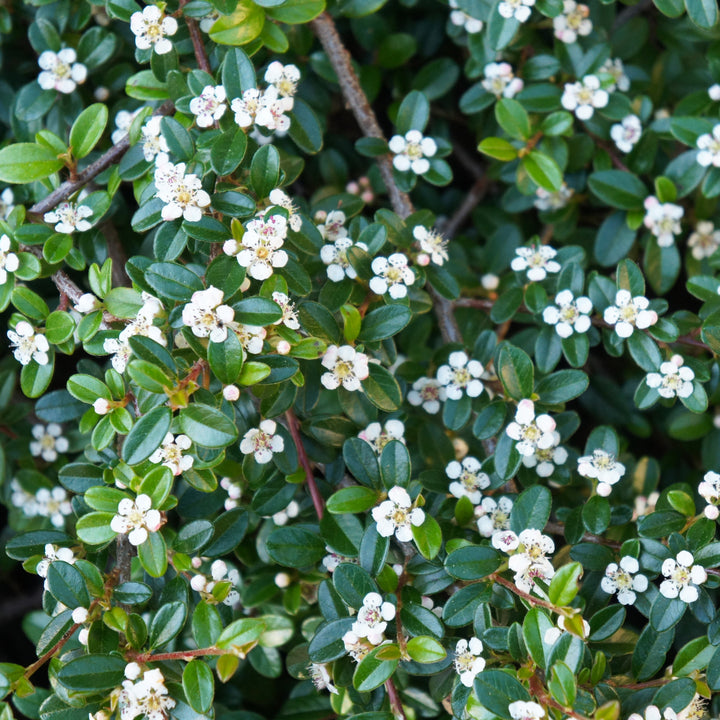 Cotoneaster salicifolius 'Scarlet Leader' ~ Scarlet Leader Cottoneaster-ServeScape