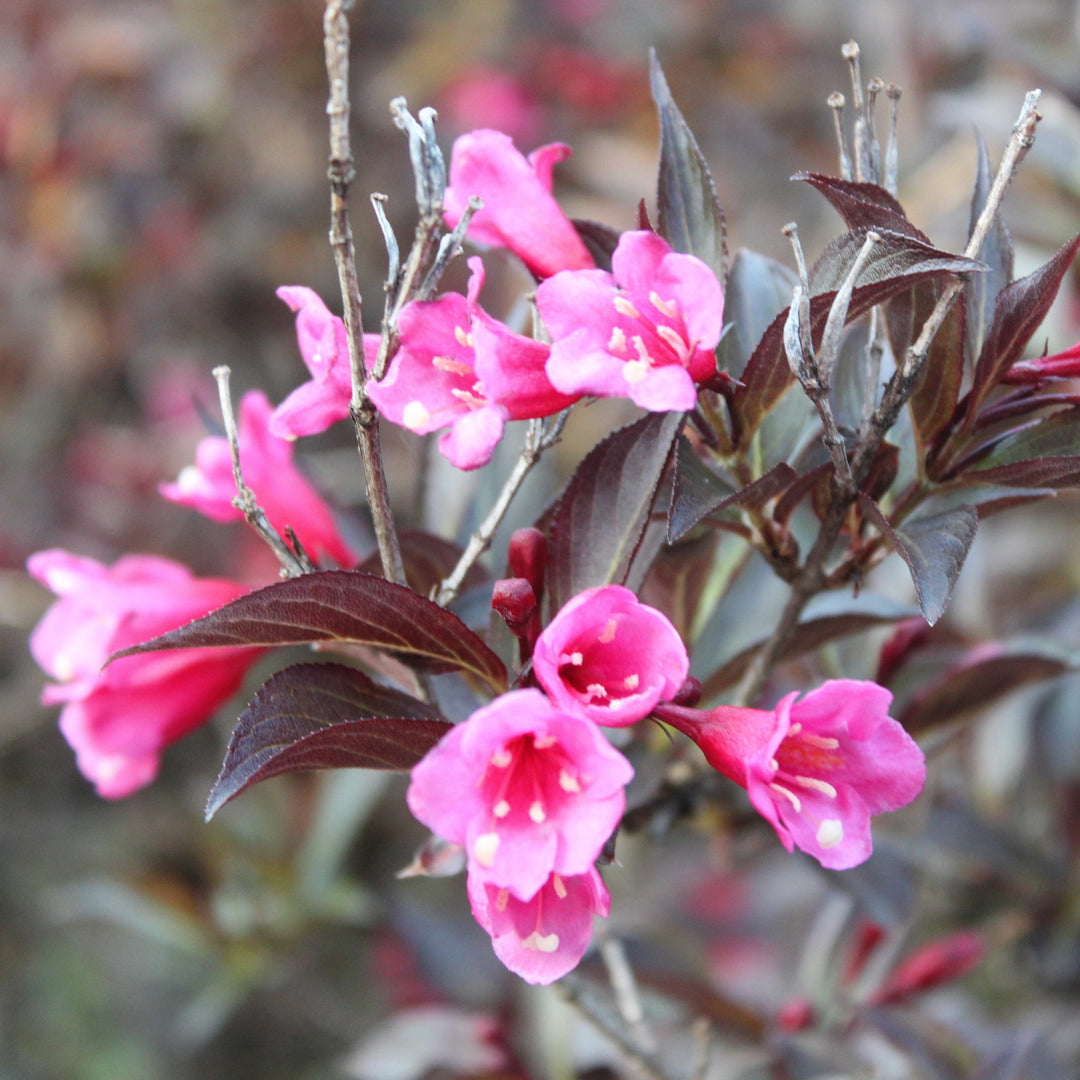 Weigela florida 'Spring 2’ ~ Bloomin Easy'® Stunner™ Weigela-ServeScape