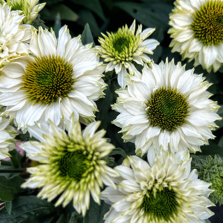 Echinacea 'Ifecsswp' ~ SunSeekers® White Perfection Coneflower-ServeScape