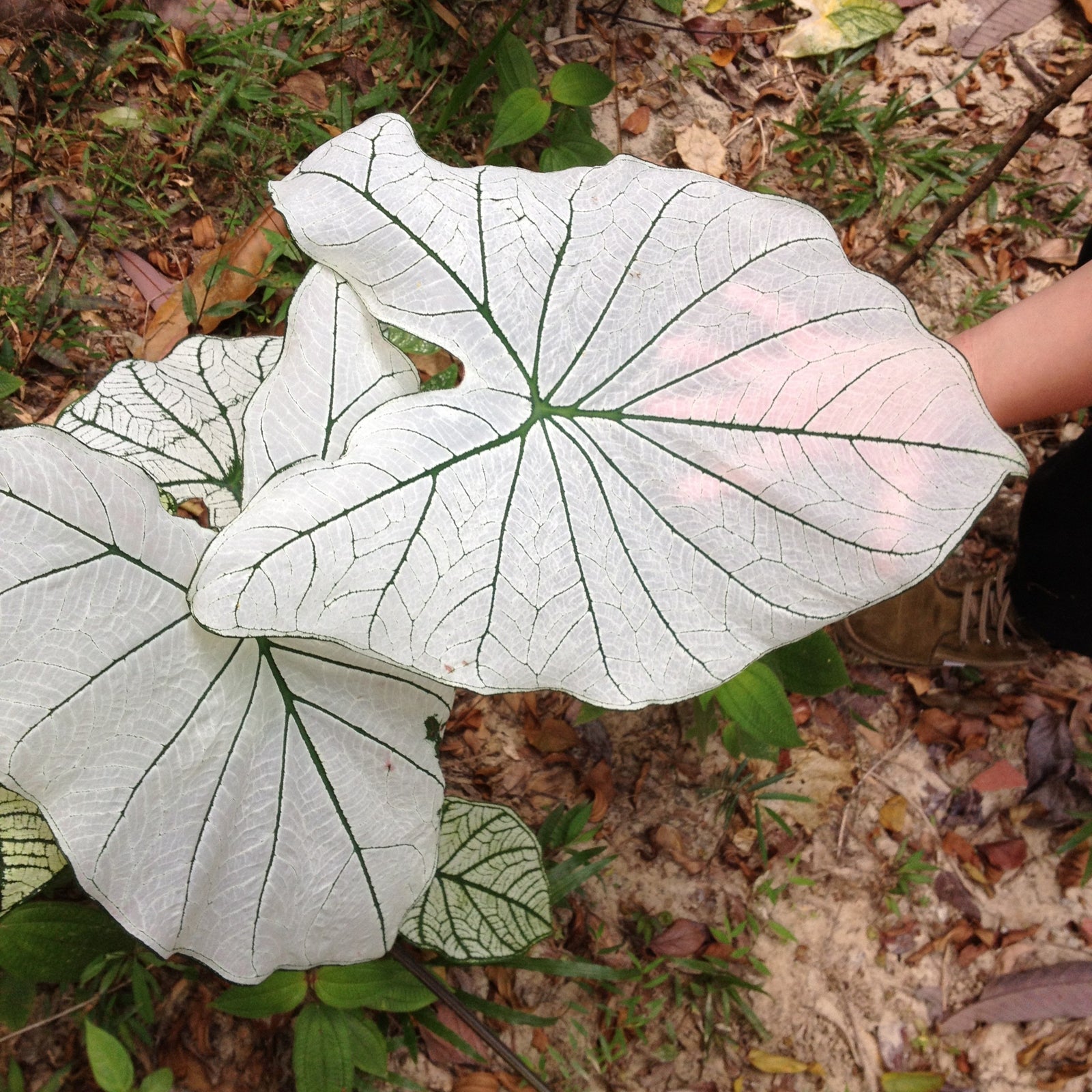 Caladium 'Allure' ~ Allure Caladium-ServeScape