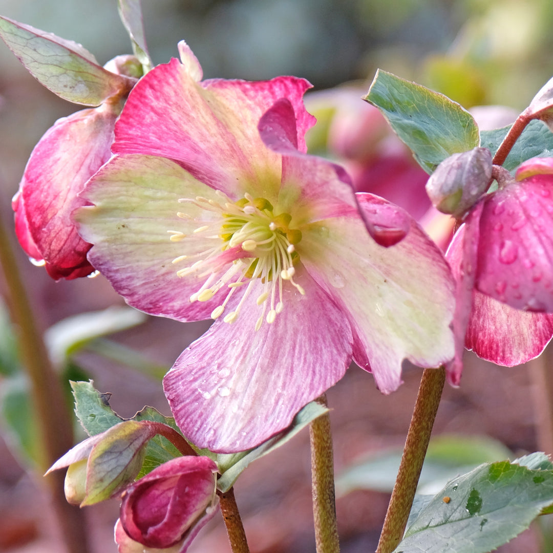 Helleborus x glandorfensis 'Ice N' Roses Mix' ~ HGC® Ice N' Roses Mix Hellebore-ServeScape